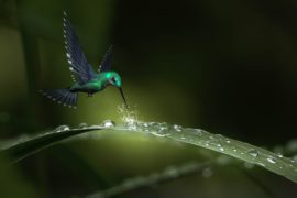 Covid-19 y la parábola del colibrí